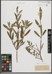 Foto von Salix purpurea L. x Salix repens L.